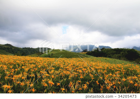 Taiwan Hualien Golden Flower Season Taiwan Hualien Golden Flower Season 34205473