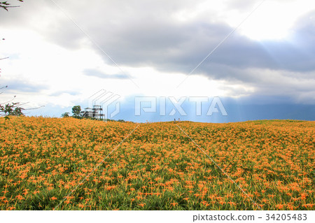 台灣花蓮金針花季 34205483