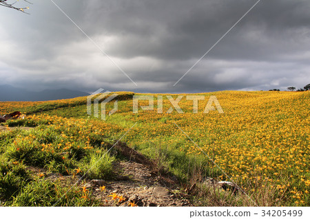 台灣花蓮金針花季 34205499