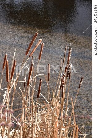 Spikelet in the riverside of winter Spikelet in the riverside of winter 34205665