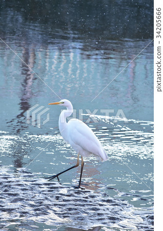 Great Egret walking in a quiet winter river Great Egret walking in a quiet winter river 34205666