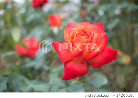 Fruite; Floribunda Rose, Orange Rose Fruite; Floribunda Rose, Orange Rose 34206195