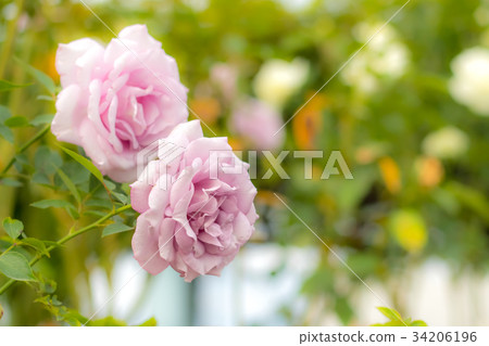 Ieraishan; Hybrid Tea Rose, Violet Rose Ieraishan; Hybrid Tea Rose, Violet Rose 34206196