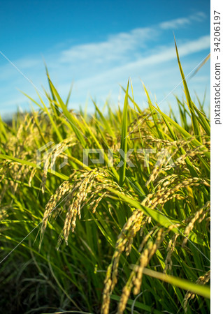 The Green Rice Field bfore Cropping Hastushimo The Green Rice Field bfore Cropping Hastushimo 34206197