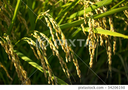 The Green Rice Field bfore Cropping Hastushimo The Green Rice Field bfore Cropping Hastushimo 34206198