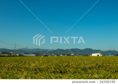 The Green Rice Field bfore Cropping Hastushimo The Green Rice Field bfore Cropping Hastushimo 34206199