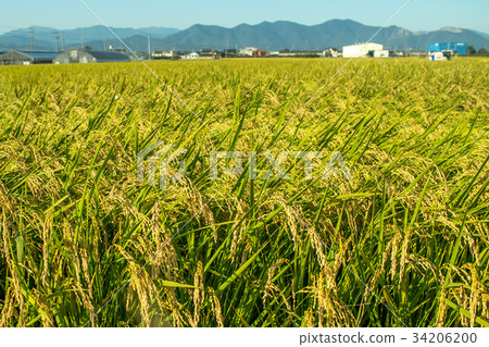 The Green Rice Field bfore Cropping Hastushimo The Green Rice Field bfore Cropping Hastushimo 34206200