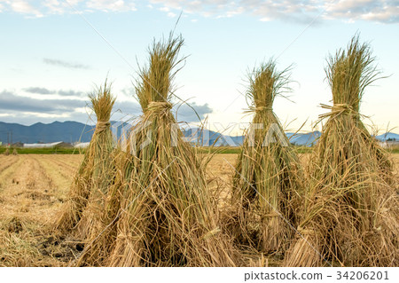 The Rice Field after Cropping Hastushimo The Rice Field after Cropping Hastushimo 34206201