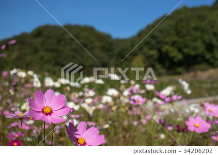 Radiance; Cosmos Bipinnatus; Colorful Cosmos Radiance; Cosmos Bipinnatus; Colorful Cosmos 34206202