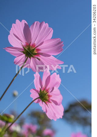 Sensation; Cosmos Bipinnatus; Pink Cosmos Sensation; Cosmos Bipinnatus; Pink Cosmos 34206203