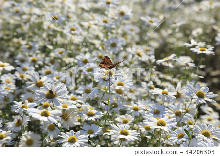 Butterfly, Guryecho, Yeongpyeongsa, Sejong City, Chungnam Butterfly, Guryecho, Yeongpyeongsa, Sejong City, Chungnam 34206303