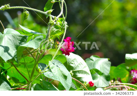 奇怪的韓國牽牛花 34206373