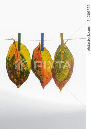 Leaves, tongs 34206723