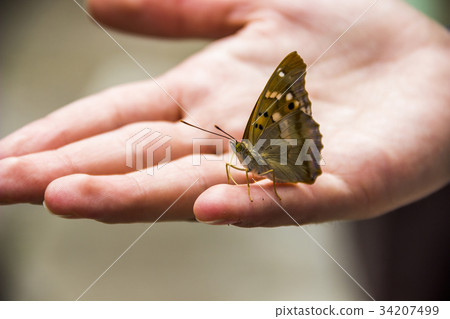 butterfly on hand butterfly on hand 34207499