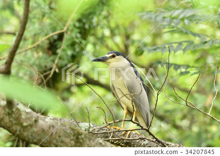 [野鳥]灰色的兔子住在樹枝上 34207845