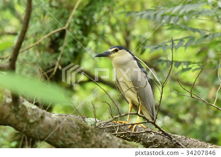 [野鳥]灰色的兔子住在樹枝上 34207846