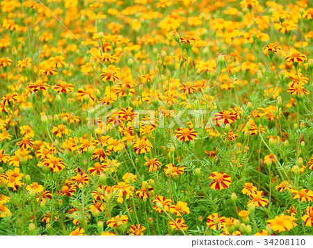 Flower garden of marigold 34208110