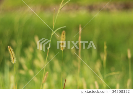 金藍色的牡蠣草,著名的牡蠣 - yaw,yoniko 金藍色的牡蠣草,著名的牡蠣 - yaw,yoniko 34208332