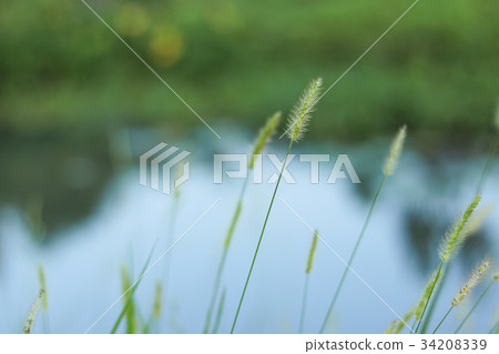 金藍色的牡蠣草,著名的牡蠣 - yaw,yoniko 金藍色的牡蠣草,著名的牡蠣 - yaw,yoniko 34208339