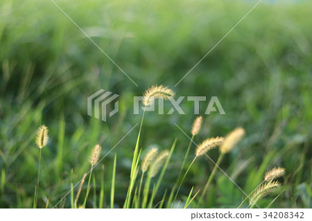金藍色的牡蠣草,著名的牡蠣 - yaw,yoniko 金藍色的牡蠣草,著名的牡蠣 - yaw,yoniko 34208342