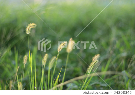 金藍色的牡蠣草，著名的牡蠣 -  yaw，yoniko 34208345