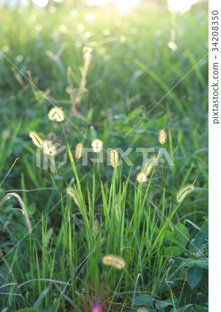金藍色的牡蠣草，著名的牡蠣 -  yaw，yoniko 34208350