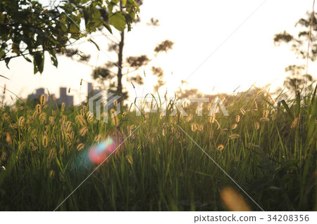 金藍色的牡蠣草,著名的牡蠣 - yaw,yoniko 金藍色的牡蠣草,著名的牡蠣 - yaw,yoniko 34208356