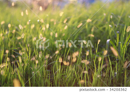 金藍色的牡蠣草,著名的牡蠣 - yaw,yoniko 金藍色的牡蠣草,著名的牡蠣 - yaw,yoniko 34208362