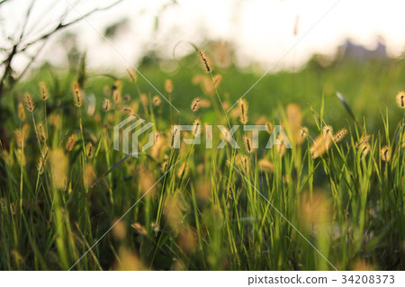 Gold-blue-colored oyster-nosed grass, famous oyster-yaw, yoniko Gold-blue-colored oyster-nosed grass, famous oyster-yaw, yoniko 34208373