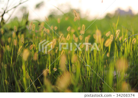 金藍色的牡蠣草,著名的牡蠣 - yaw,yoniko 金藍色的牡蠣草,著名的牡蠣 - yaw,yoniko 34208374