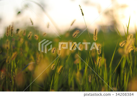 金藍色的牡蠣草,著名的牡蠣 - yaw,yoniko 金藍色的牡蠣草,著名的牡蠣 - yaw,yoniko 34208384