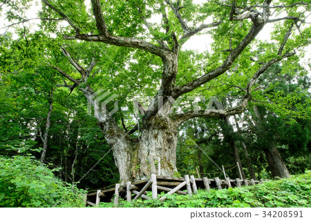 Oiizawa的Oikuri Yamagata縣 Oiizawa的Oikuri Yamagata縣 34208591