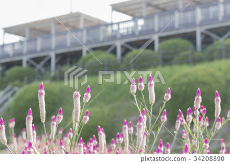 Awajishima · flower scissors Awajishima · flower scissors 34208890