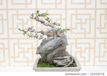 Bonsai pine tree against a white wall Bonsai pine tree against a white wall 34209538