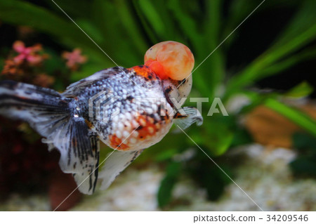 calico crown pearlscale gold fish 34209546