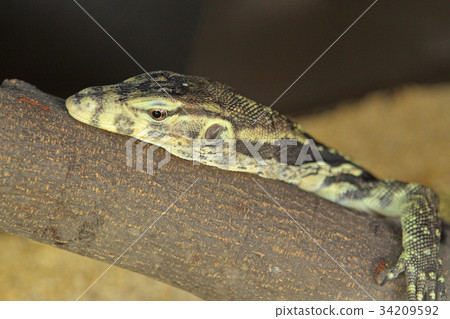 iguana 34209592