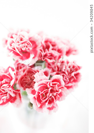 Carnation Carnation 34209845