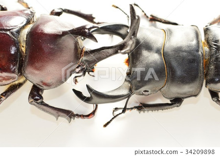 Domestic Ookuwagata and Domestic Beetle White Background Domestic Ookuwagata and Domestic Beetle White Background 34209898