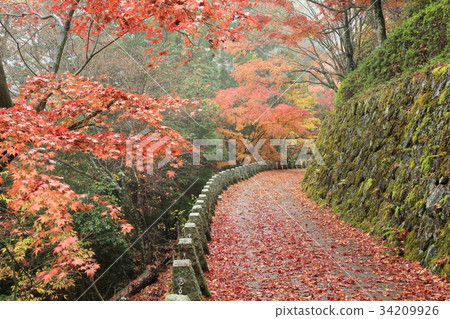 Autumn leaves of Okusenbon Takagiyama Observatory Autumn leaves of Okusenbon Takagiyama Observatory 34209926