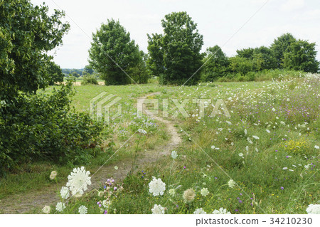 Wildflowers, Trail, Fields, Home Brouich, Germany 34210230