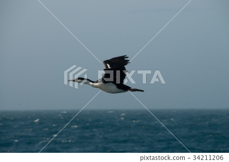 South Georgian Imperial Shags 34211206