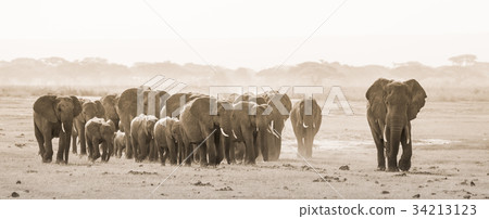 Herd of wild elephants in Amboseli National Park 34213123