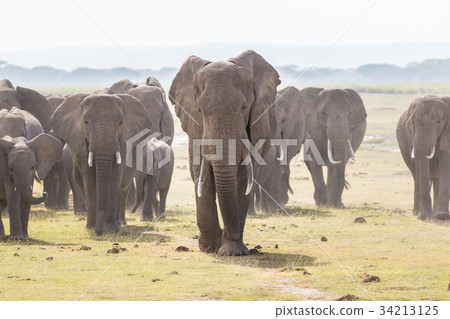 Herd of wild elephants in Amboseli National Park 34213125