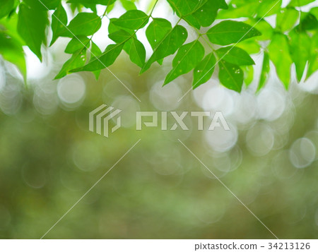 green nature abstract background from leaf wind 34213126