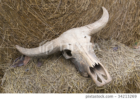 Buffalo skull on rice straw Buffalo skull on rice straw 34213269