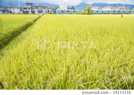 豐收小田急線4000的秋天 34213316