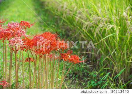Rice field Rice field 34213440