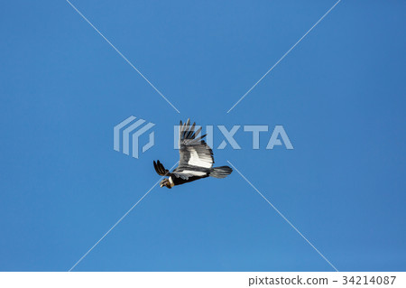 Condor Condor 34214087