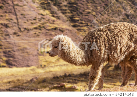 Llama Llama 34214148