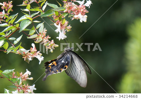 Protenor德米特里克拉默 34214668